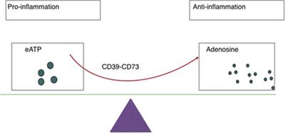 What Else Can CD39 Tell Us?